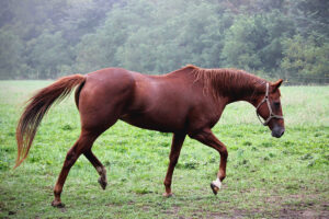 horse in fenced field